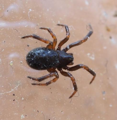 Réf. 251 051 : Asagena phalerata